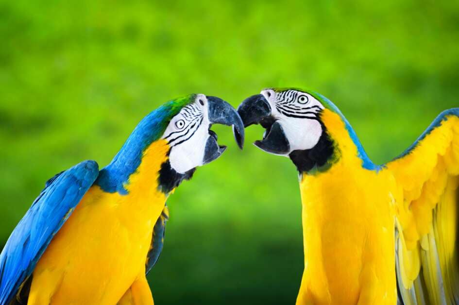 Love Birds Unveiled Lifespan Secrets Revealed